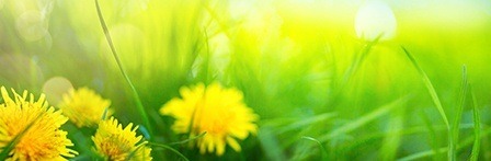 Dandelions in a field